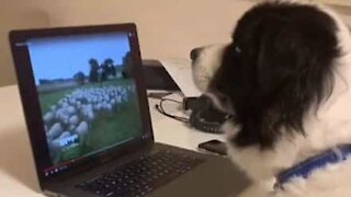 Dog herds sheep from home during quarantine