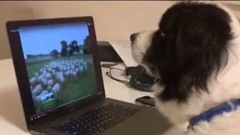 Dog herds sheep from home during quarantine