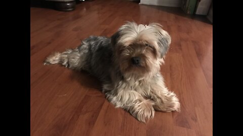 Dude’s Dog Gets a Grasshopper