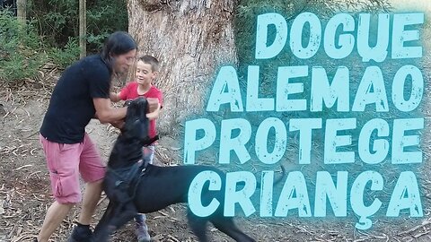 Dogue Alemão Protege Criança