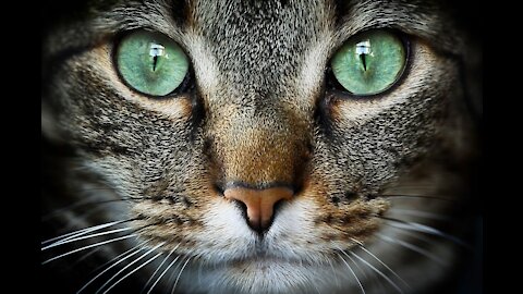 Beautiful and cute gray cat