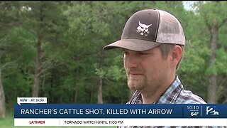 Rancher's Cattle Shot, Killed With Arrow