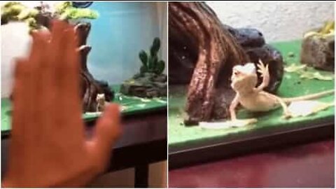 This lizard waves back to his human