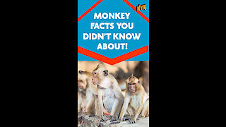 Top 4 Awesome Facts About Monkeys *