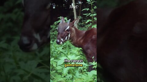 This animal is known as the Asian unicorn | Saola