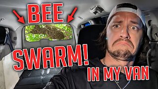 I put a SWARM of BEES inside my van. Plus NEW boat update!