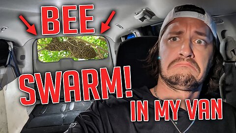 I put a SWARM of BEES inside my van. Plus NEW boat update!