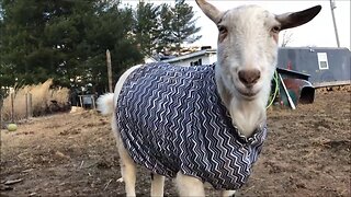 goat in a coat