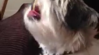 Cute shih tzu loves spaghetti