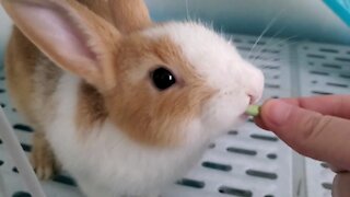 Eat one after another, greedy little rabbit