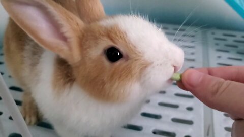 Eat one after another, greedy little rabbit
