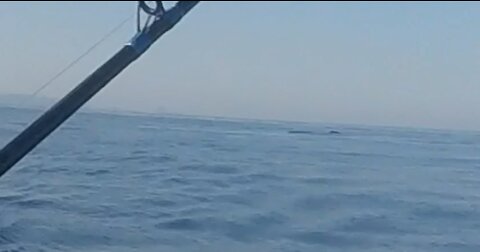 Family Panics When Whales head for the Fishing Rod!