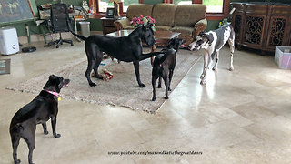 Pouncing and Bouncing Great Danes Play Tag With Dog Friends