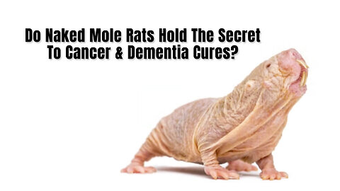 Do Naked Mole Rats Hold The Secret To Cancer & Dementia Cures?