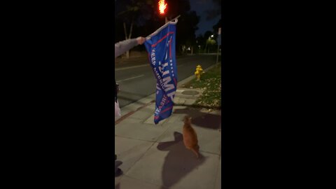 Tabby Cat Plays with Trump 2020 flag at Rally.