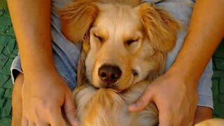 Dog falls asleep to the best massage ever