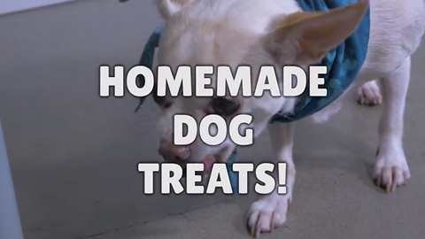How to make your own dog treats!