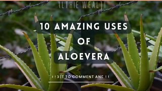 10 Amazing Uses of Aloe vera || Healthie Wealthie