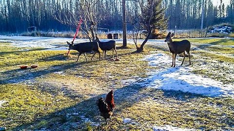 Curious baby deer follows chickens through yard