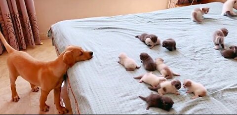 Golden Puppy Curiously Watching Baby Kittens