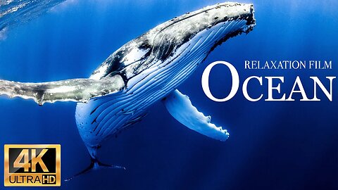 Animals of the ocean 4k - Great wildlife movie with soothing music