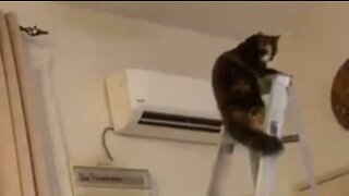 Cat causes chaos climbing up ladder