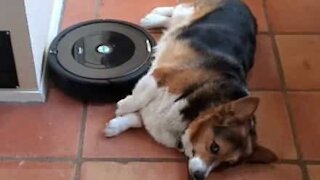 Dog gets belly rubs from Roomba