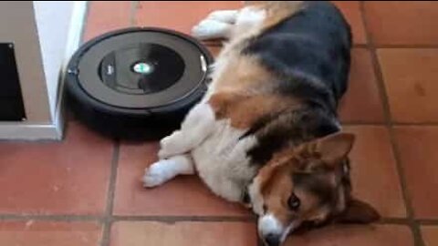 Dog gets belly rubs from Roomba