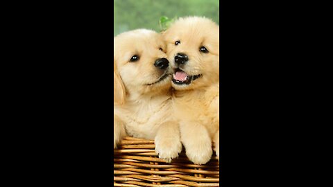 Cute Baby Dogs - Cute and Funny Dog Videos| Aww Animals /animal lover