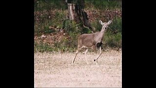 Deer walking on edge of field