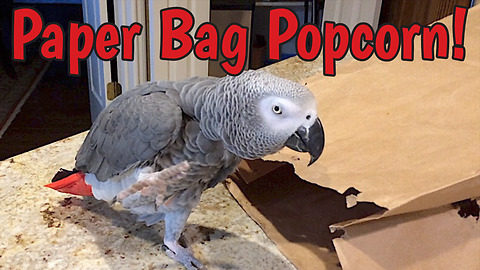 Snack-loving parrot imitates popping popcorn sounds