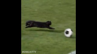 Super cat scores epic soccer goal