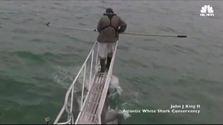 Great white shark leaps from water in Massachusetts