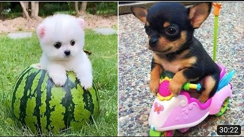 Baby Dogs Cute and Funny Dog Videos Compilation #13 |