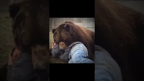 Guy HUGS a bear! #zoobox #nonsense #bear #animalfriends