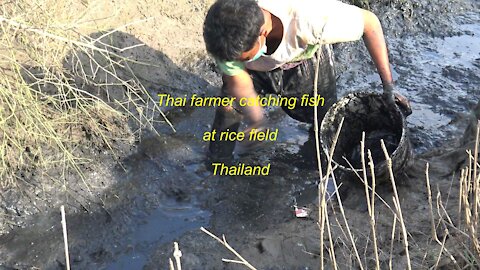 Thai farmer fishing at a rice field in Thailand