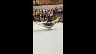 Baby cockatiel