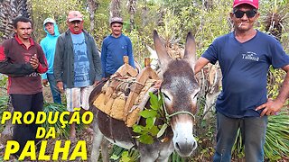 DERRUBADA DA PALHA DE CARNAÚBA NO SERTÃO DO CEARÁ-BR | RAIZES DO REI