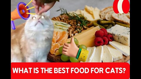 What is the best food for cats?