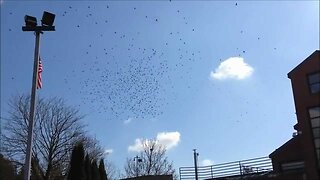 Massive Flock of Angry Birds (Crows) Flying Around Border Crossing in Lynden, WA