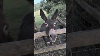 Feeding Time Donkeys