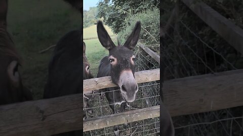 Feeding Time Donkeys