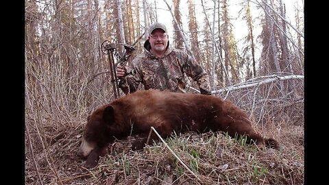 Cinnamon Color phase bear in Saskatchewan