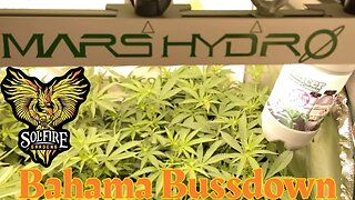 @Mars Hydro fce4800 Solfire Gardens Bahama Bussdown week 2 flower