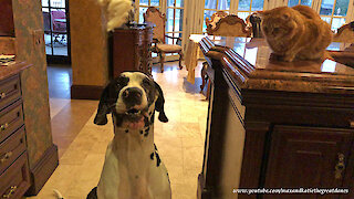 Great Dane Shows Cat His Sit Speak Lay Down Stay Come Training Talent