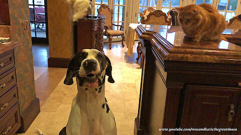 Great Dane Shows Cat His Sit Speak Lay Down Stay Come Training Talent