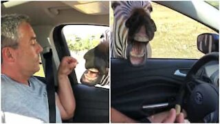 Zebra chiede cibo a una coppia durante un safari