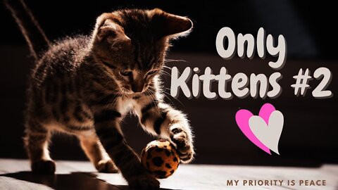 So Many Cute Kittens Doing Fun Things #2 Compilation | Pure Happiness | Happy Music |