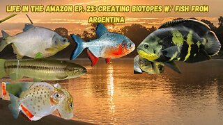 Life In The Amazon Ep. 23: Creating Biotopes W/ Fish From Argentina