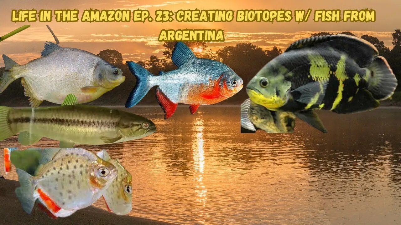 Top 10 Amazon Biotope Fish 2027